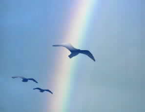 rainbowbird.jpg