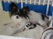 papillonmompups.jpg