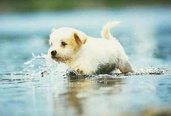 waterdog.jpg